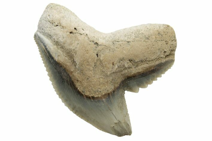 Fossil Tiger Shark (Galeocerdo) Tooth - Aurora, NC #237995